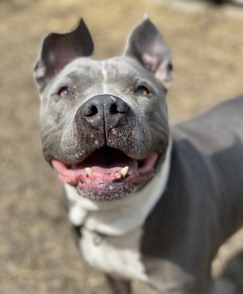 Lola, an adoptable American Pit Bull Terrier in Wauconda, IL
