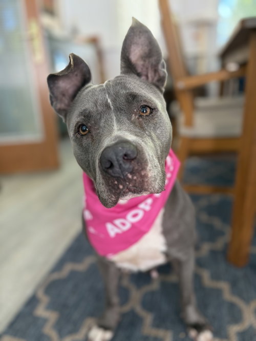 Lola, an adoptable American Pit Bull Terrier in Wauconda, IL