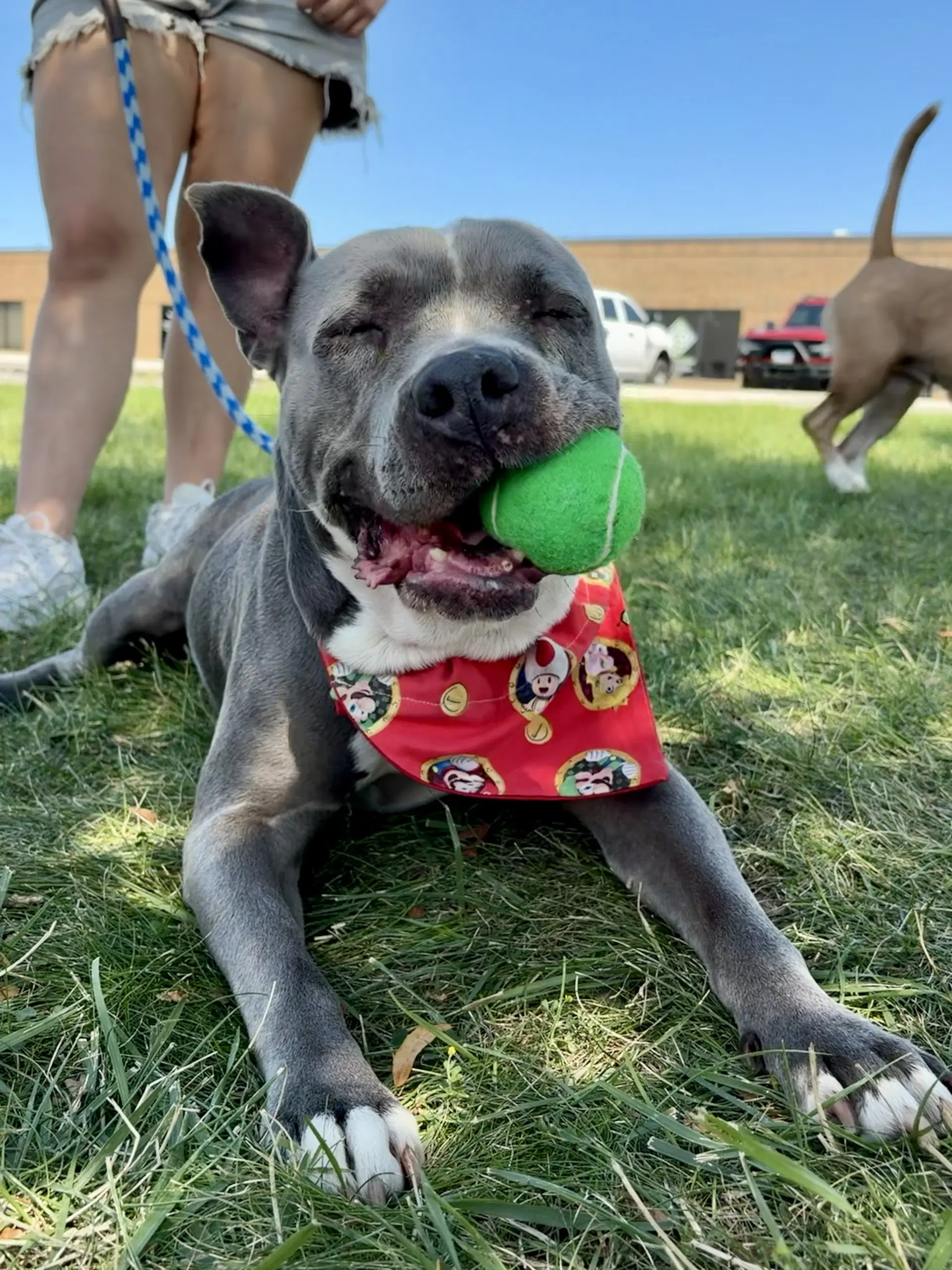 Lola - American Pit Bull Terrier