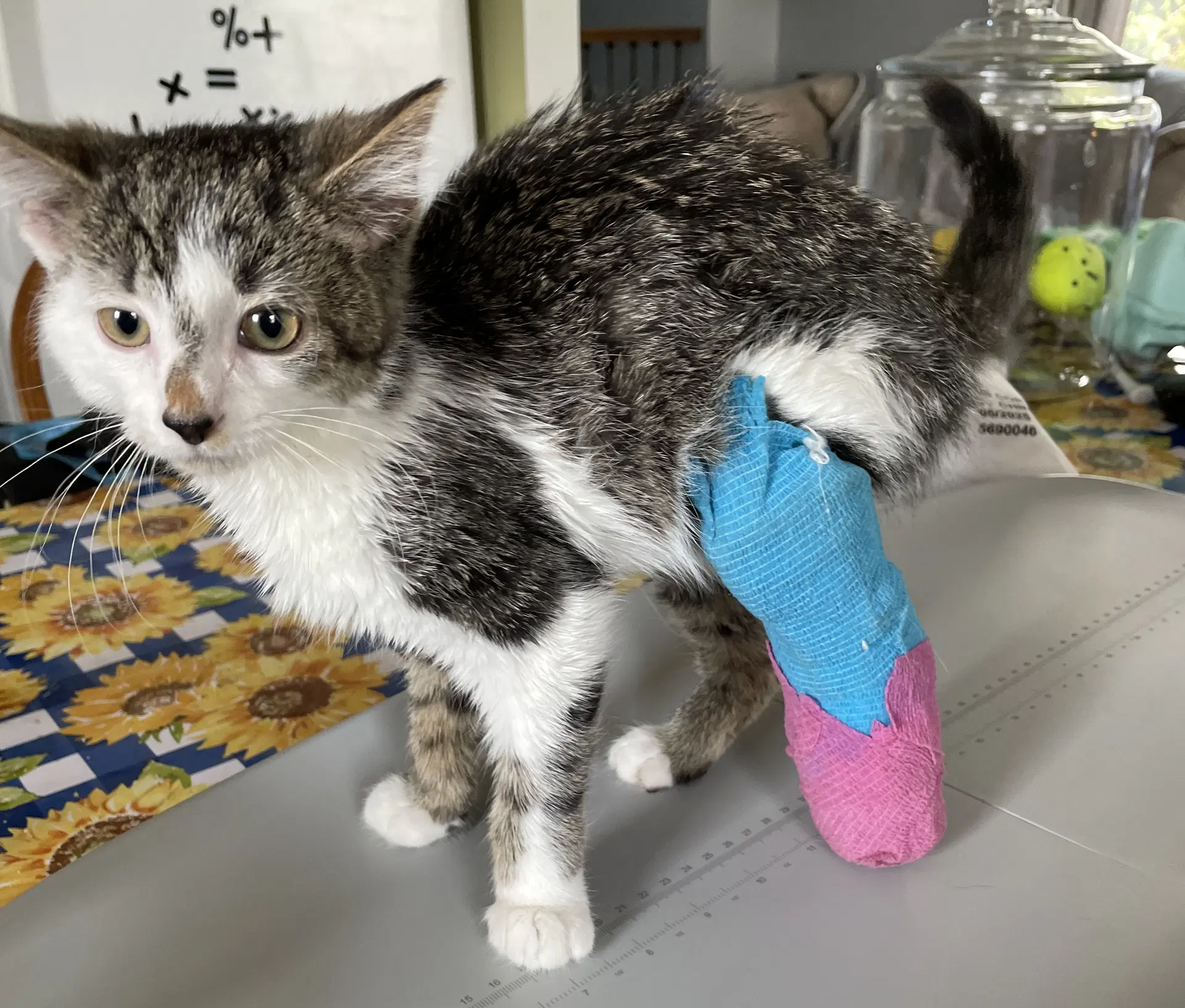 Valda - Domestic Short Hair