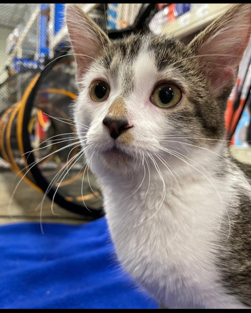 Valda, a cat for adoption from Redemption Road Rescue Rehab Inc.