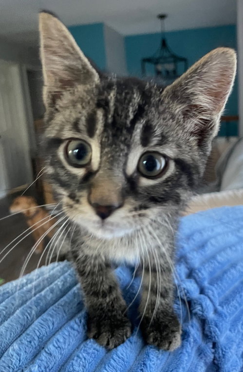 Wesley, an adoptable Tabby in Wauconda, IL