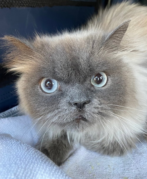 Mortimer, an adoptable Himalayan in Wauconda, IL