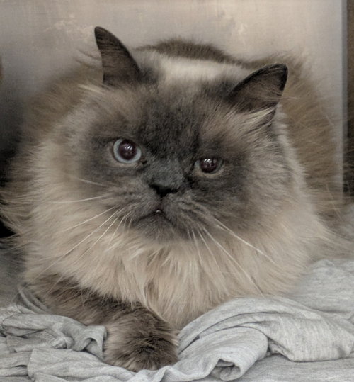 Mortimer, Himalayan, cat for adoption in Des Plaines, Illinois