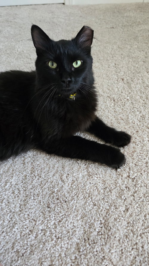 Dexy, an adoptable Domestic Long Hair in Wauconda, IL