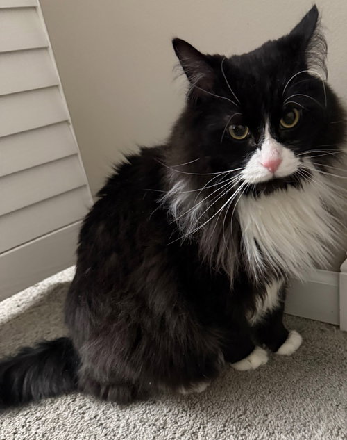 Spade, an adoptable Maine Coon in Wauconda, IL