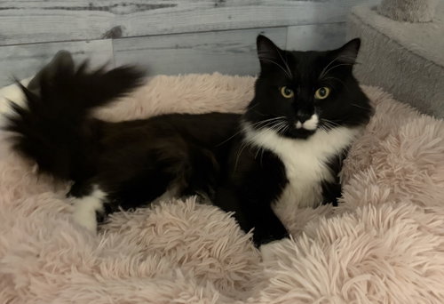Larry, Adult Domestic Short Hair (short coat), cat for adoption in Des Plaines, Illinois