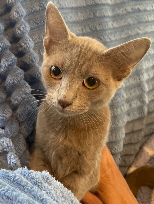 Madame De Le Claw, an adoptable Russian Blue in Wauconda, IL