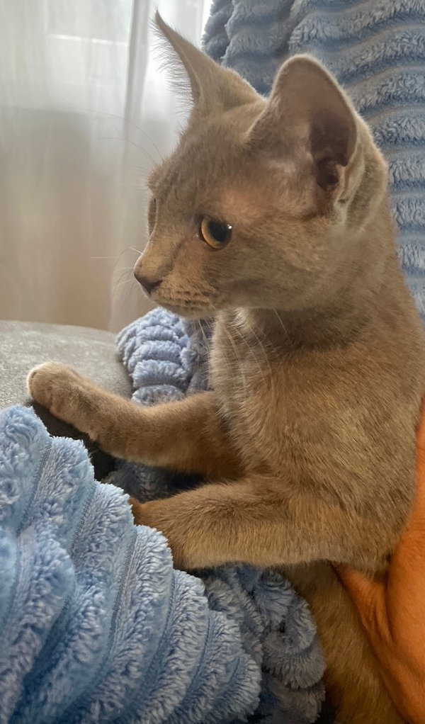 Madame De Le Claw