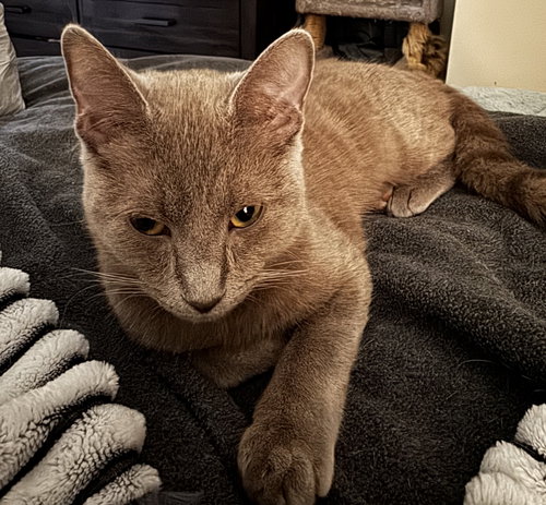 Madame De Le Claw, Baby Russian Blue / Domestic Short Hair / Mixed (short coat), cat for adoption in Kenosha, Wisconsin
