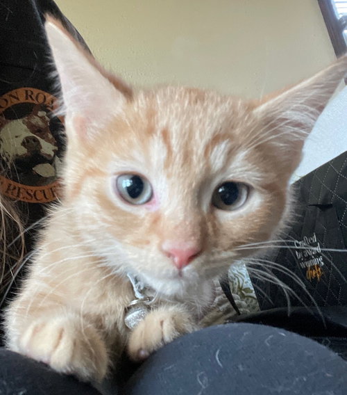 Oscar