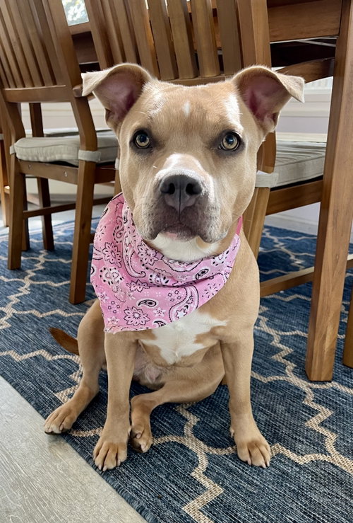 Indie, an adoptable Pit Bull Terrier in Wauconda, IL