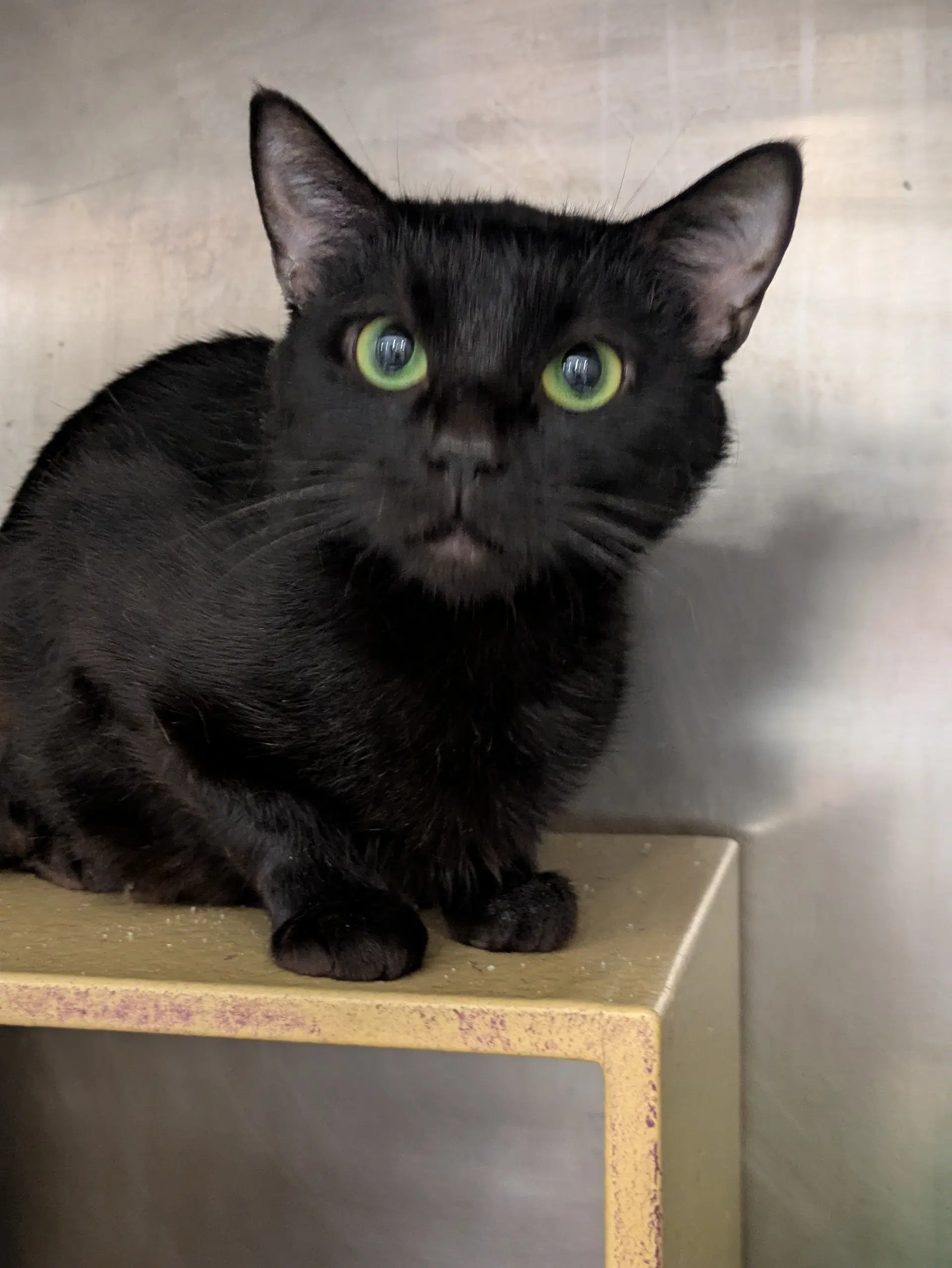 Fendi - Domestic Short Hair