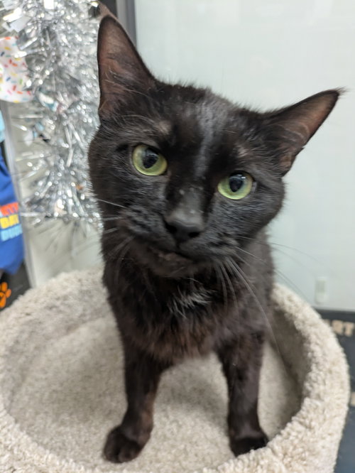 Balenciaga, Adult Domestic Short Hair (short coat), cat for adoption in Cicero, Illinois