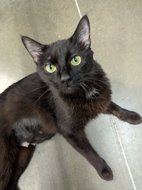 Balenciaga, an adoptable Domestic Short Hair in Wauconda, IL
