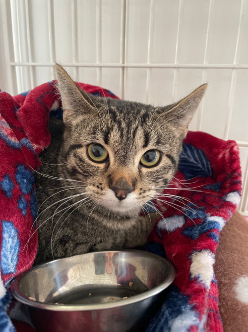 Chloe, Baby Tabby / Domestic Short Hair / Mixed (short coat), cat for adoption in Des Plaines, Illinois