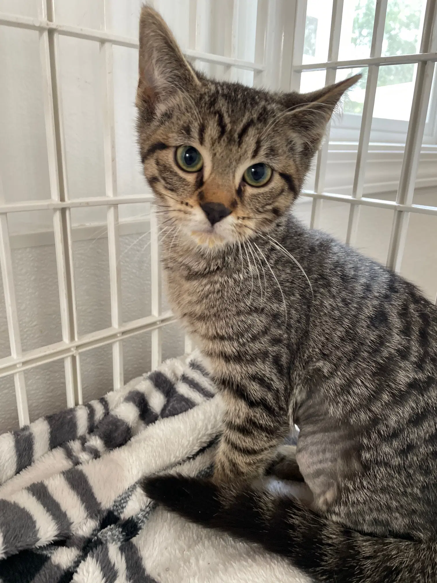 Valentina - Tabby