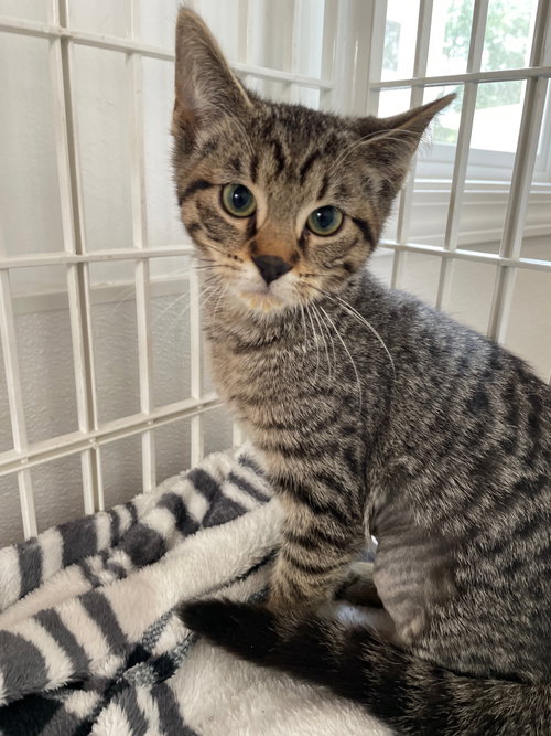 Valentina, Baby Tabby / Domestic Short Hair / Mixed (short coat), cat for adoption in Des Plaines, Illinois