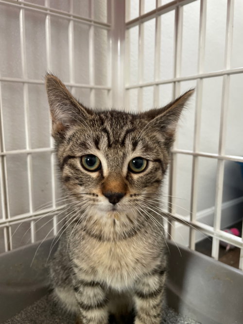 Givenchy, Baby Tabby / Domestic Short Hair / Mixed (short coat), cat for adoption in Des Plaines, Illinois