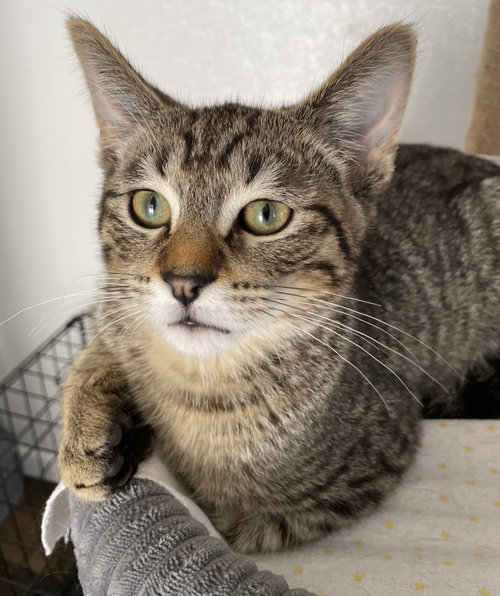 Givenchy, Baby Tabby / Domestic Short Hair / Mixed (short coat), cat for adoption in Arlington Heights, Illinois