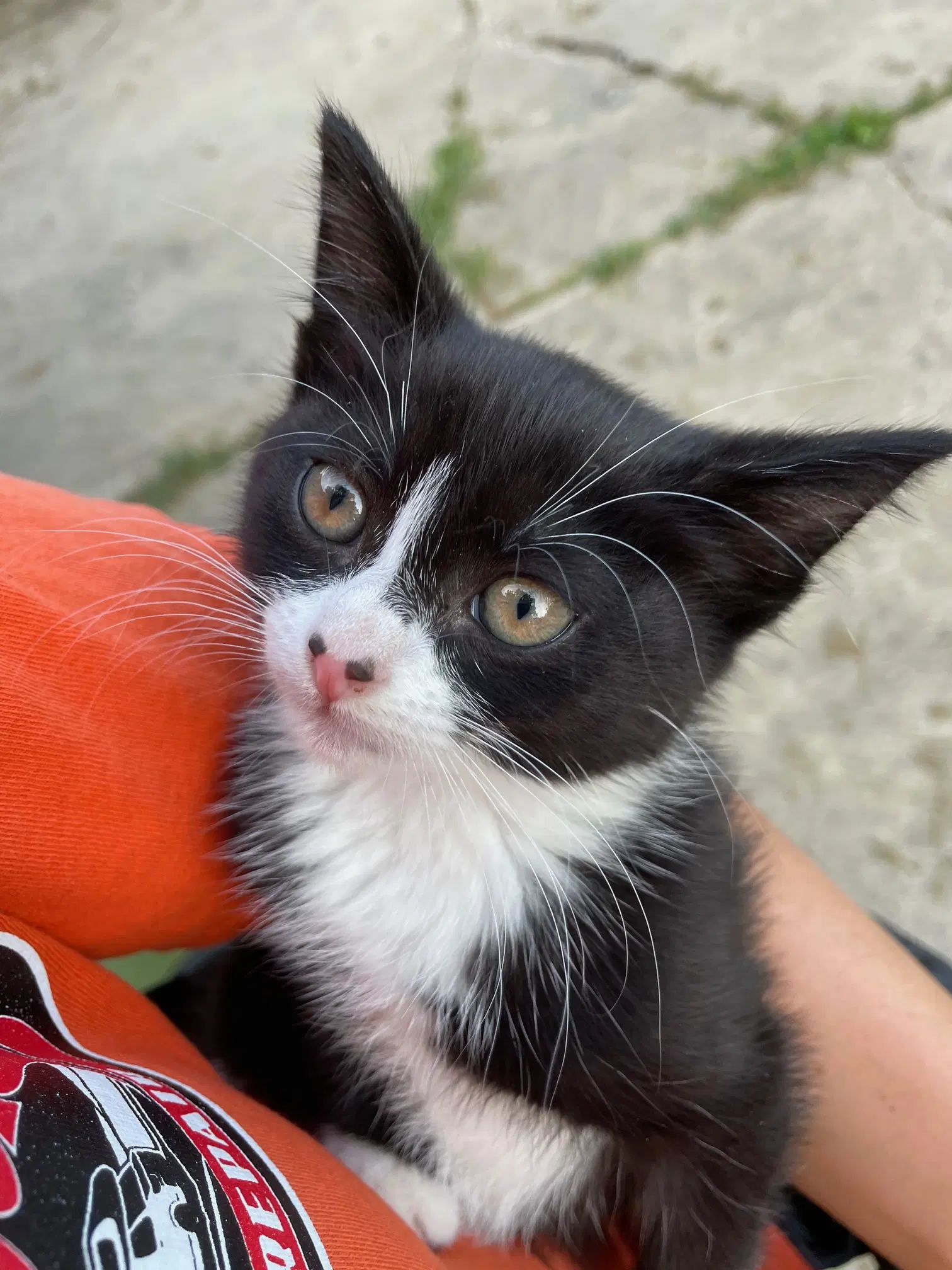 Sybil - Domestic Short Hair