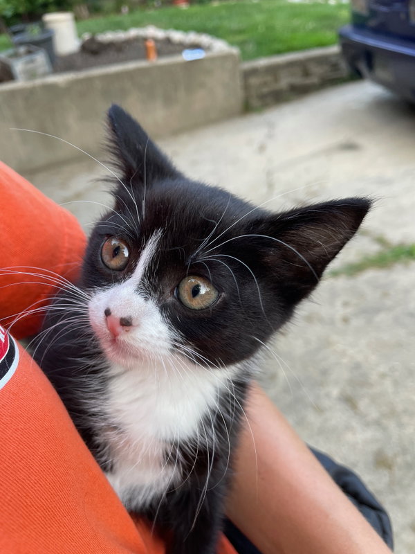 Sybil