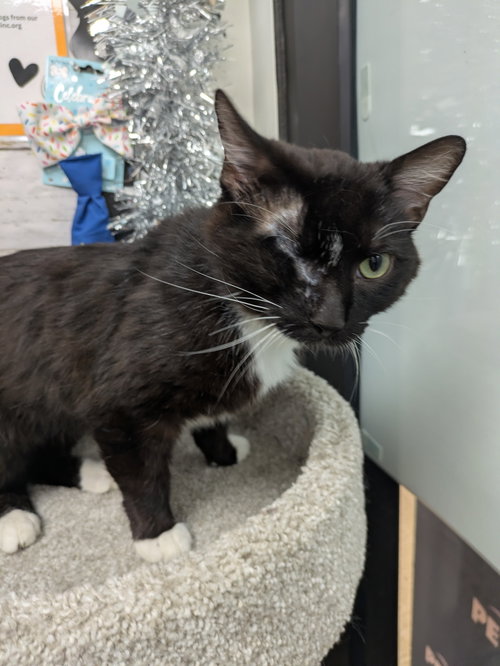 Beethoven, Baby Domestic Short Hair (short coat), cat for adoption in Cicero, Illinois