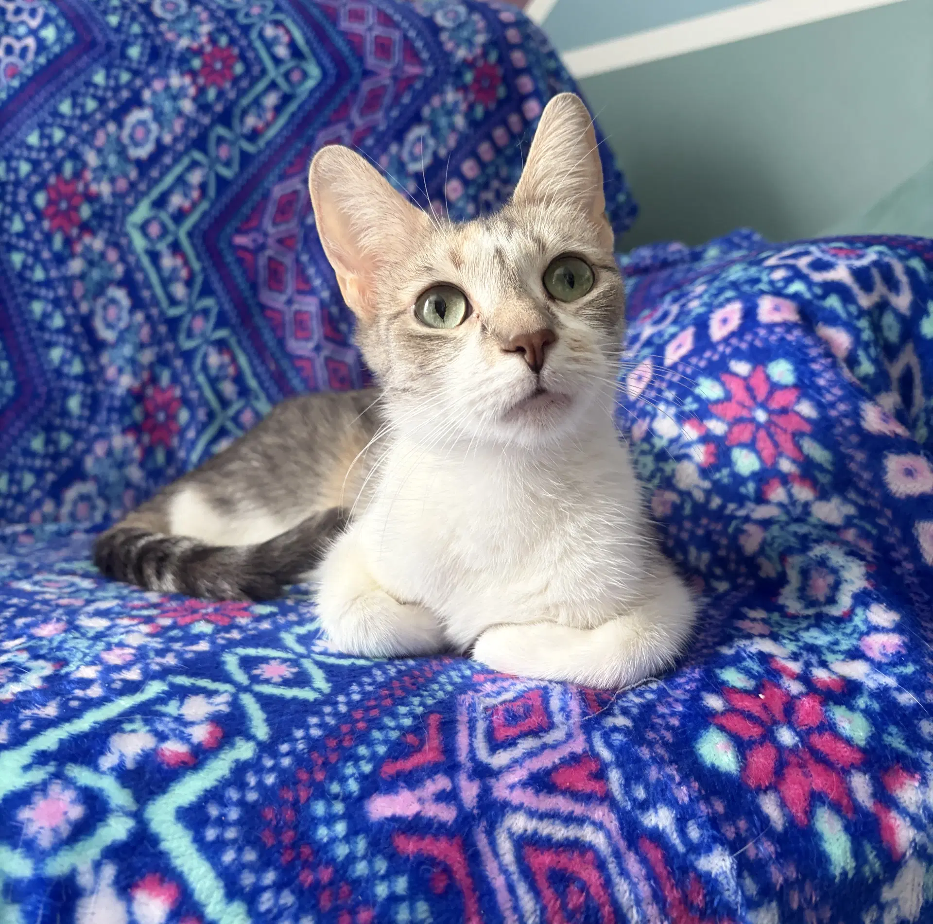 Jessie - Domestic Short Hair