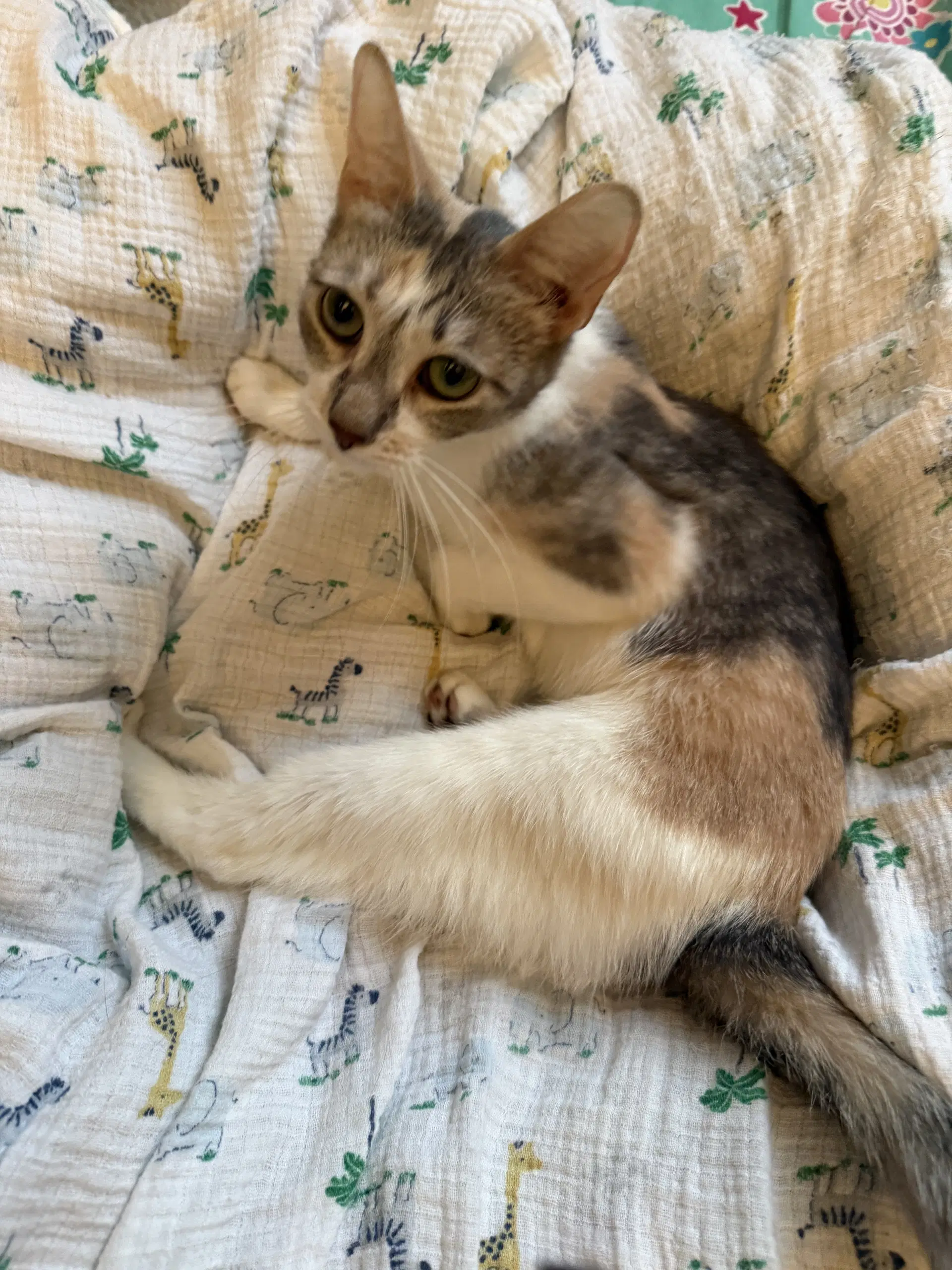 Jessie image 2