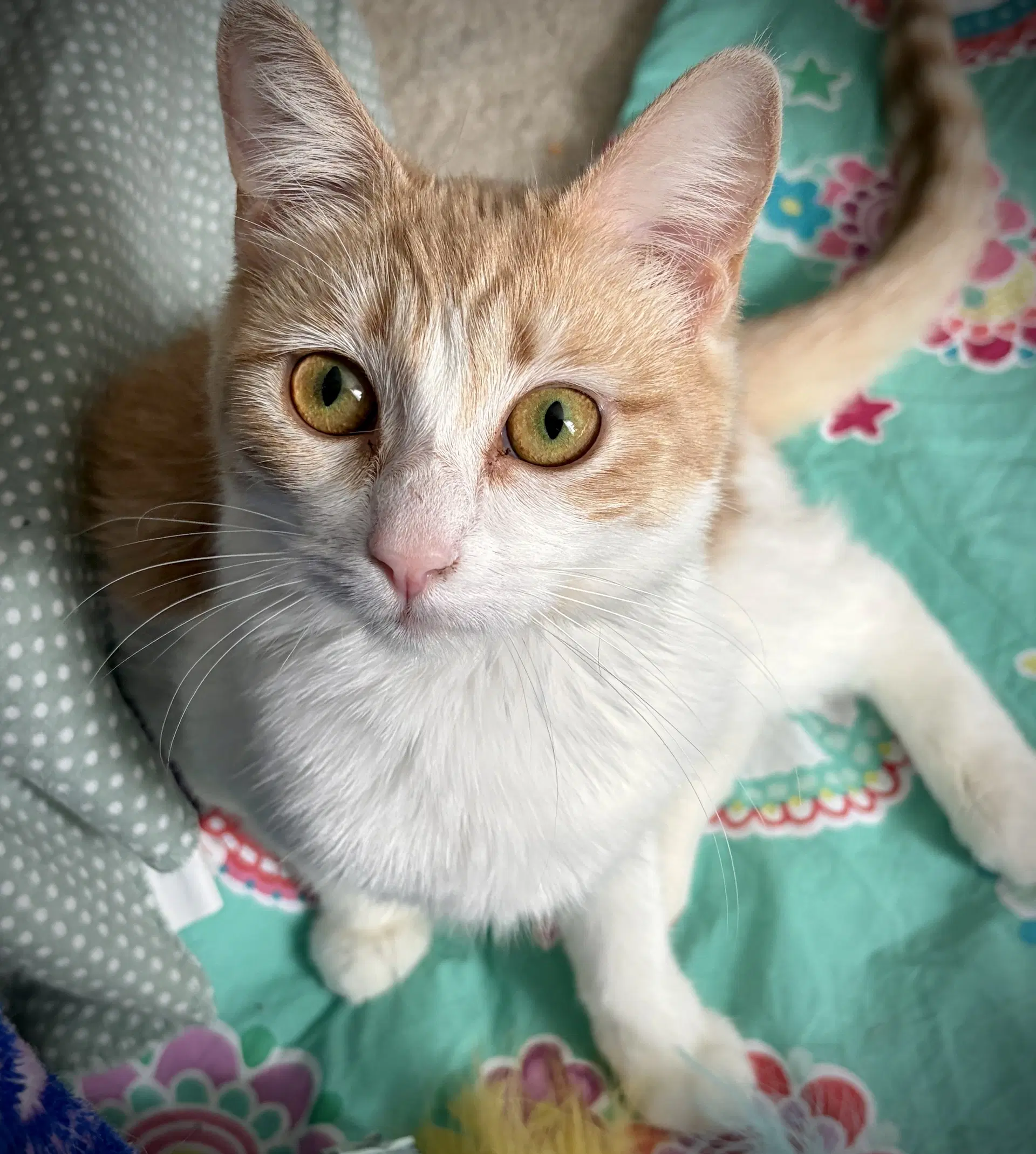 Gabby - Domestic Short Hair