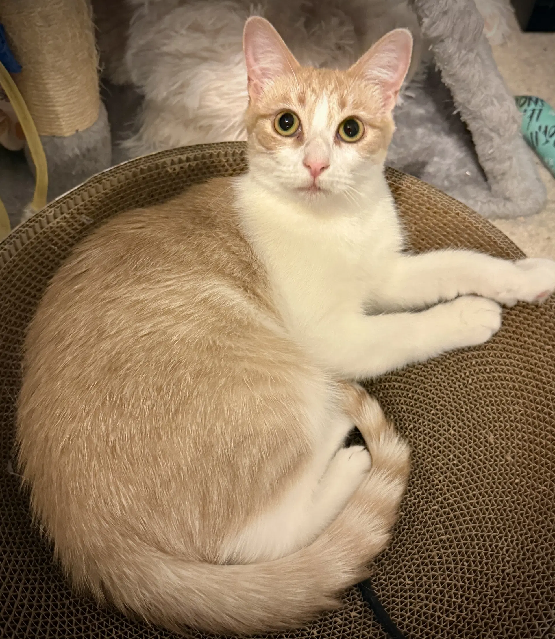 Gabby - Domestic Short Hair