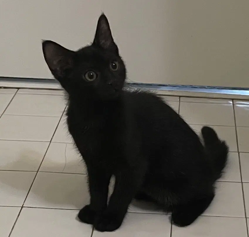 Cloud - Domestic Short Hair