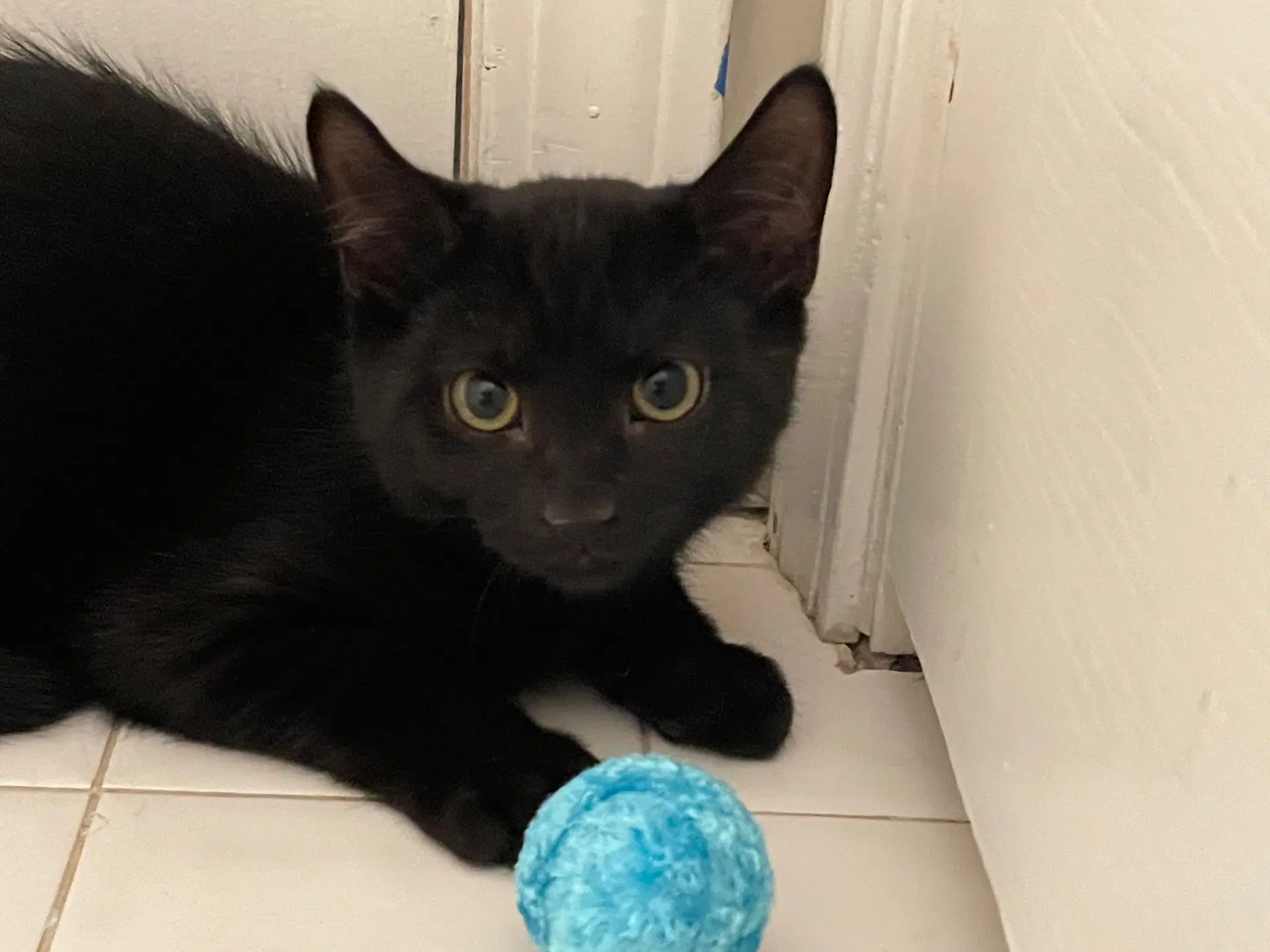 Atlas - Domestic Short Hair