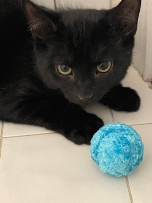 Photo 3 of Atlas
