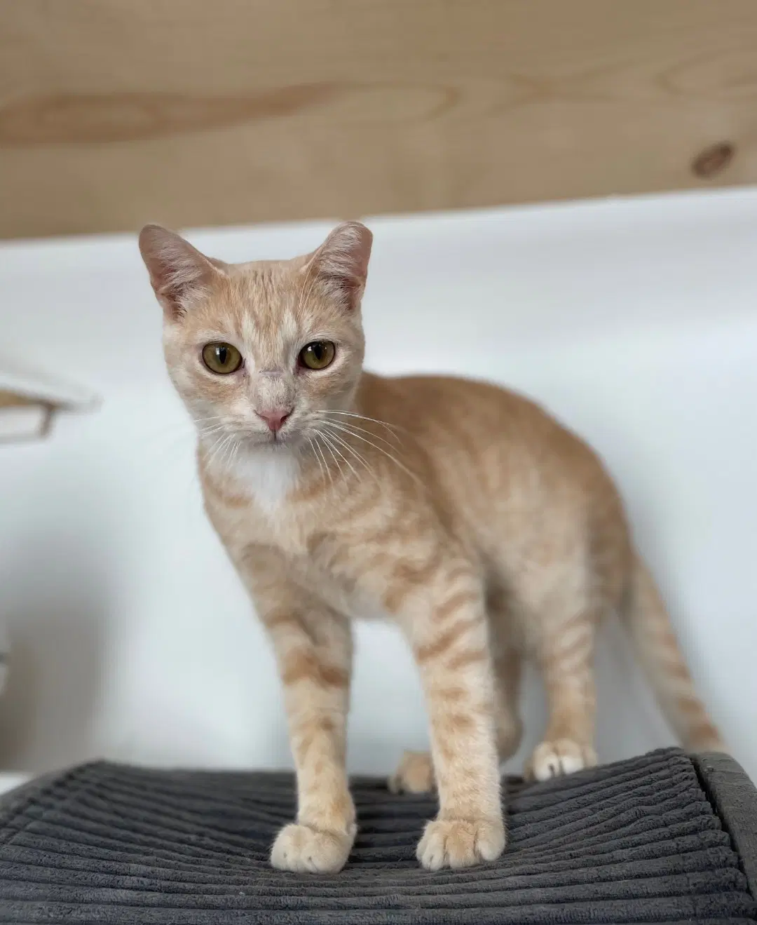 Ragnar - Domestic Short Hair
