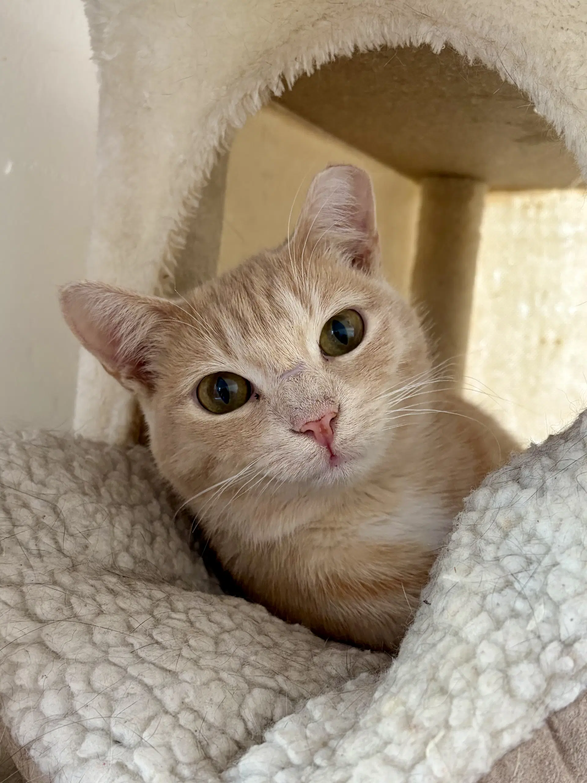 Ragnar - Domestic Short Hair
