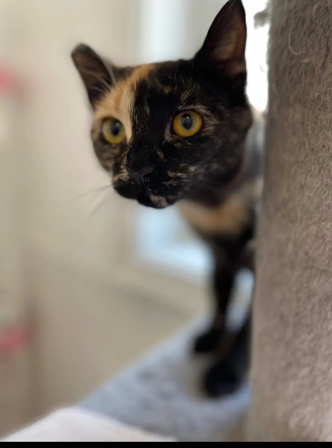 Lagertha - Tortoiseshell