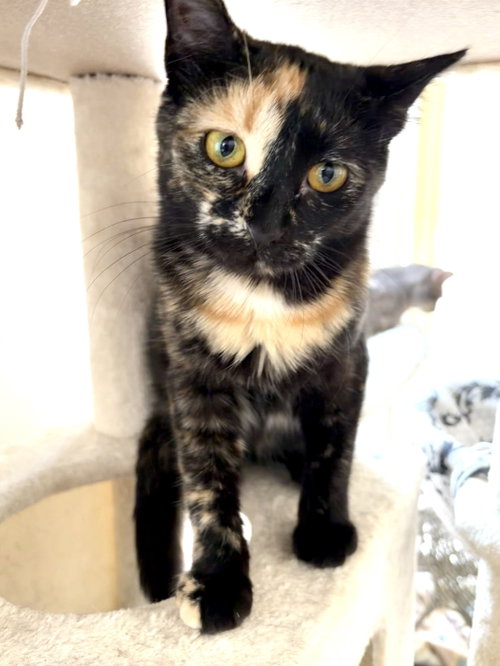 Lagertha, a cat for adoption from Redemption Road Rescue Rehab Inc.