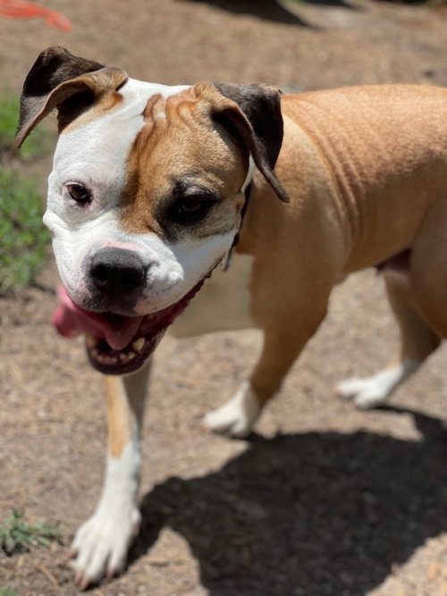 Jade photo 7