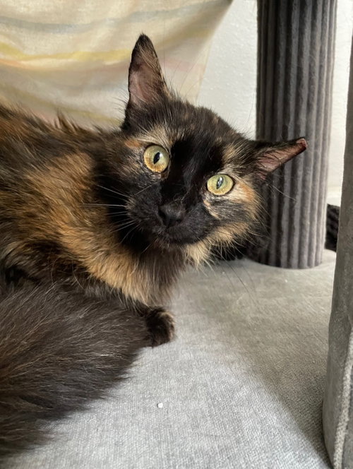 Calendula, an adoptable Tortoiseshell in Wauconda, IL