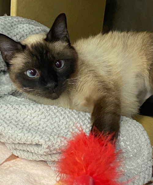 Canella, Adult Siamese (medium coat), cat for adoption in Arlington Heights, Illinois