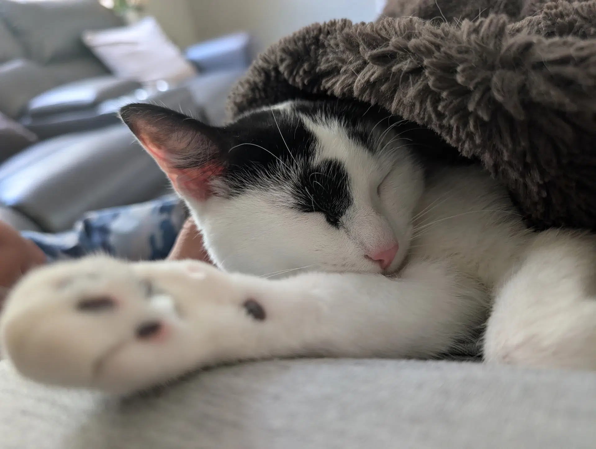 Chateaux - Domestic Short Hair