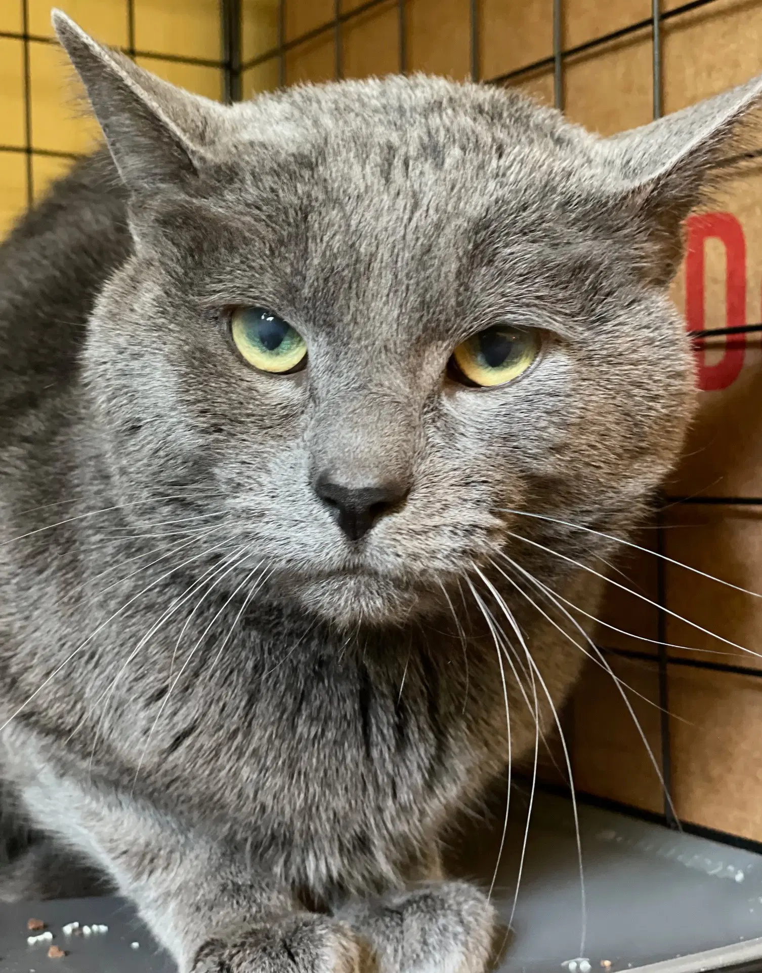 Indigo - Russian Blue