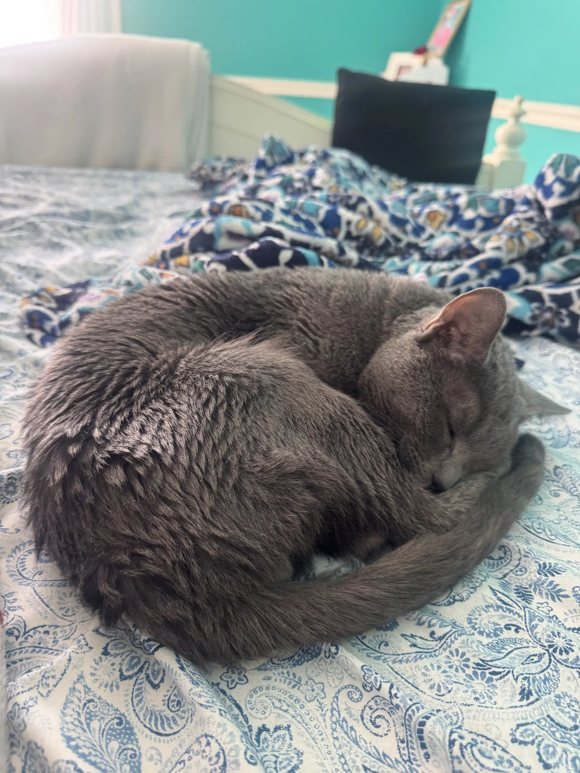 Indigo image 2