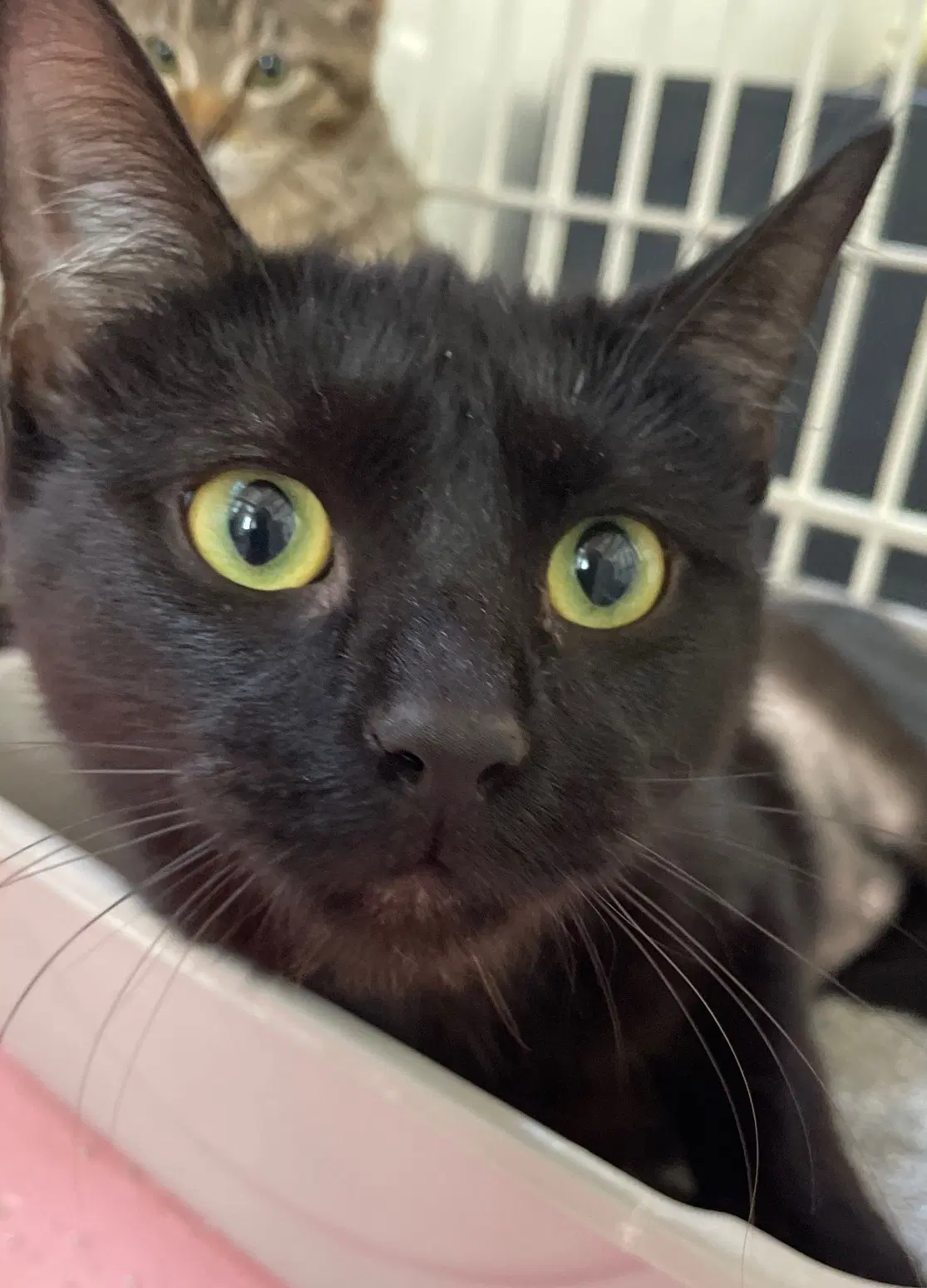 Ferragamo - Domestic Short Hair