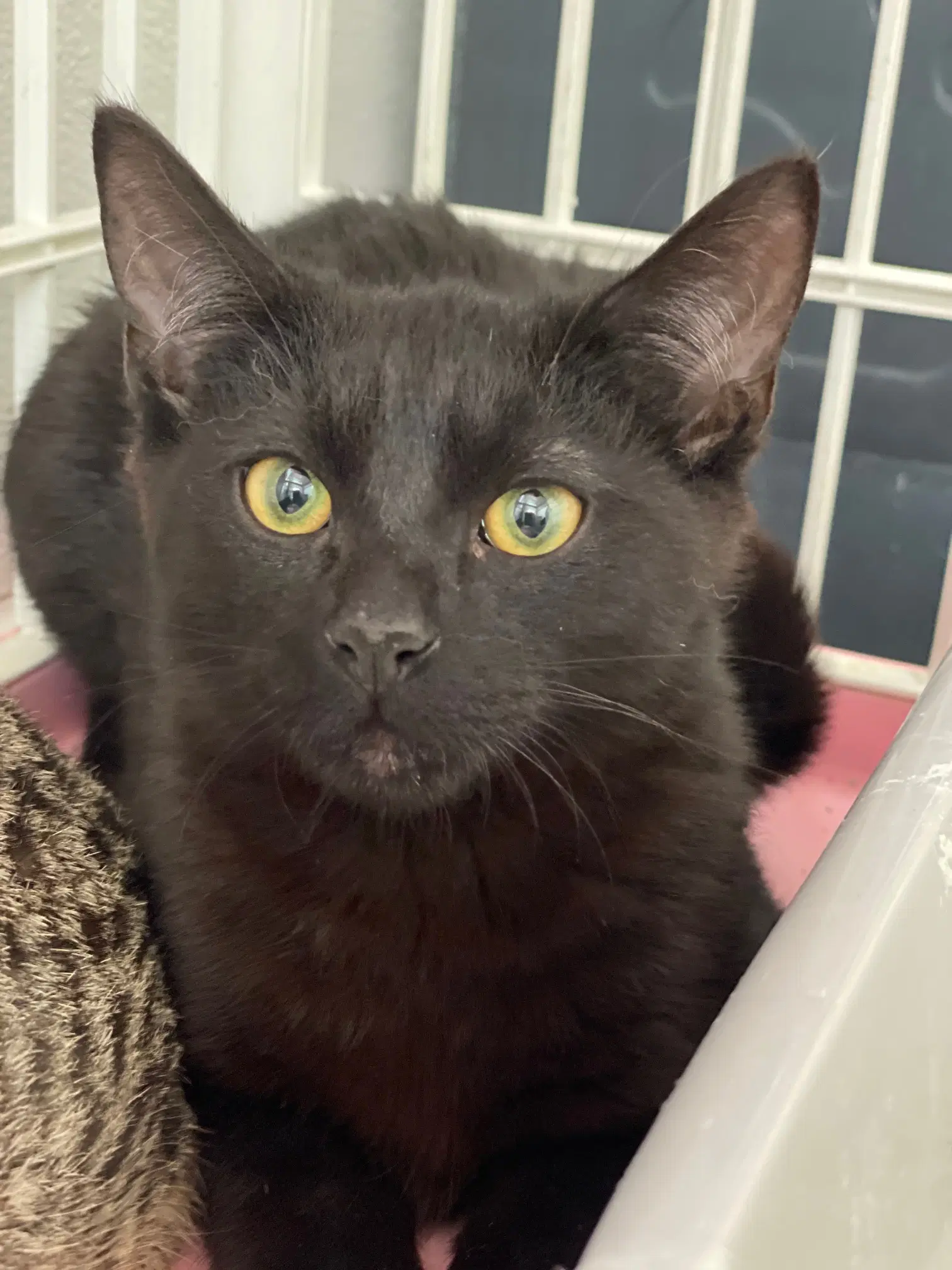 Burberry - Domestic Short Hair