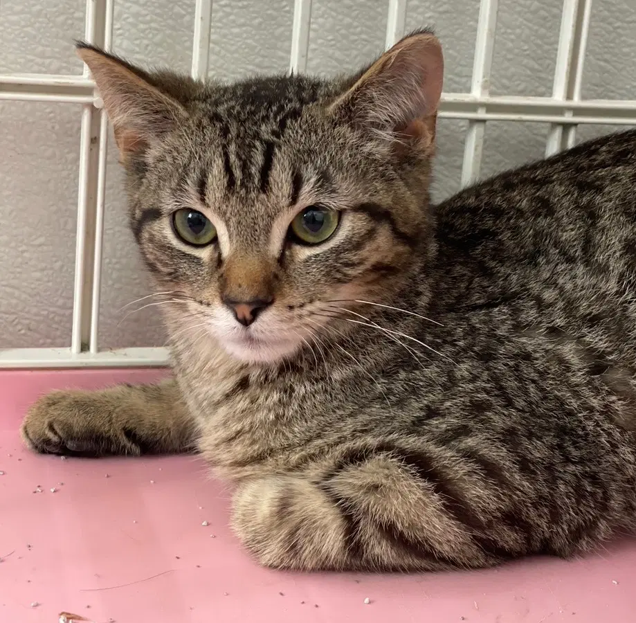 Gabriel - Tabby