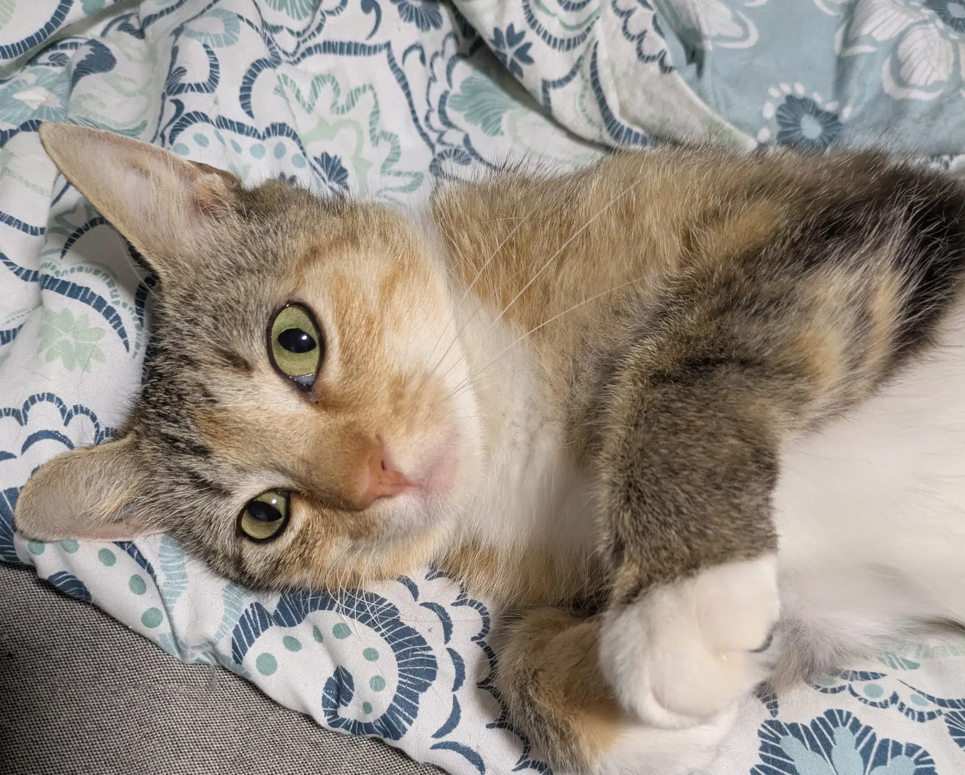 Hershey - Domestic Short Hair