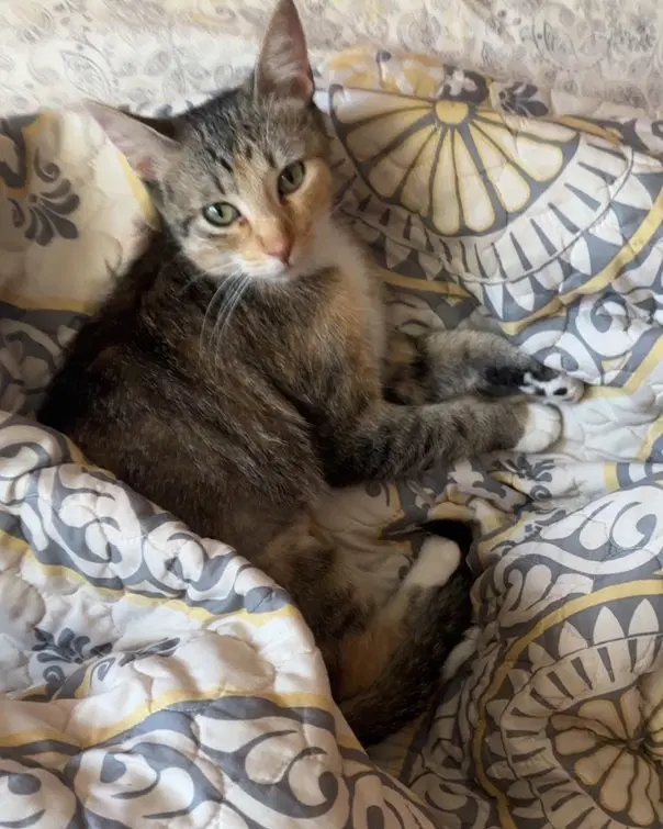 Hershey - Domestic Short Hair