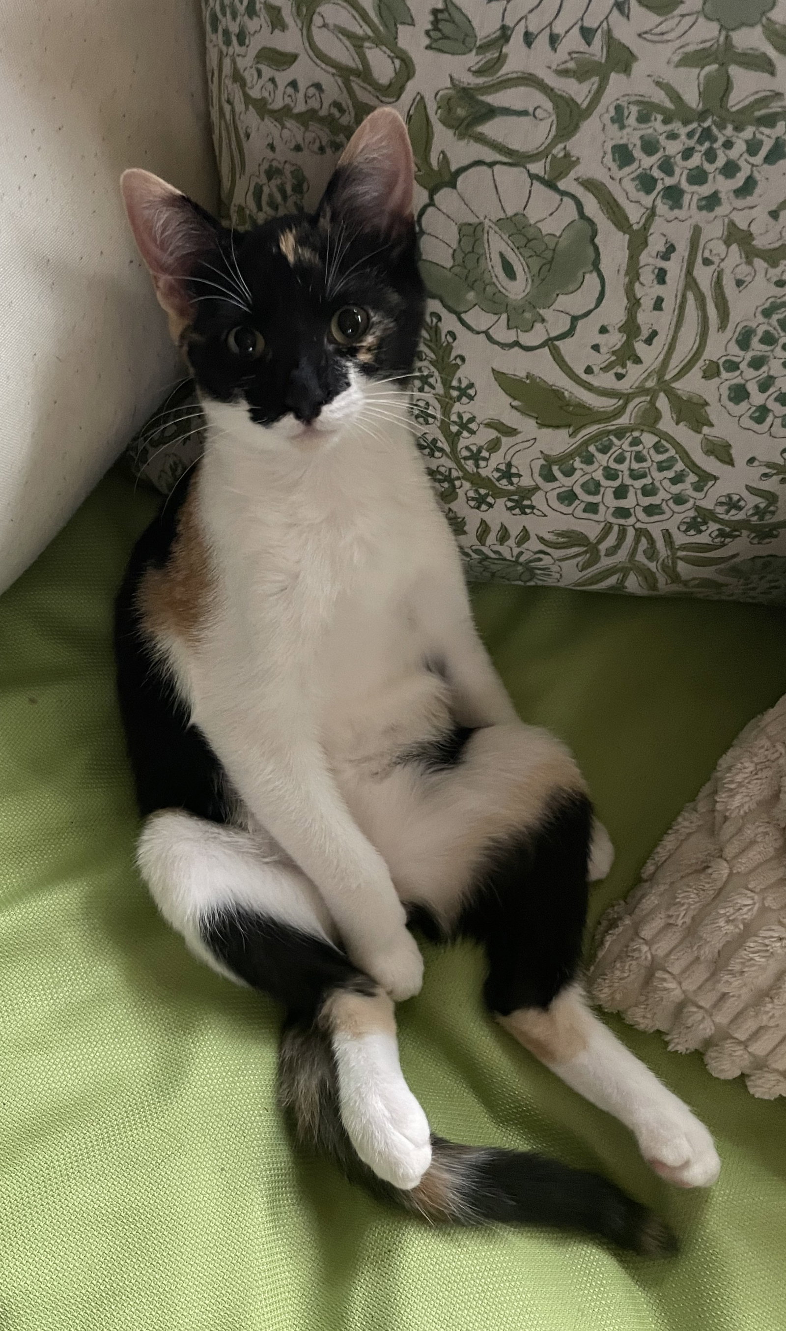 Ari